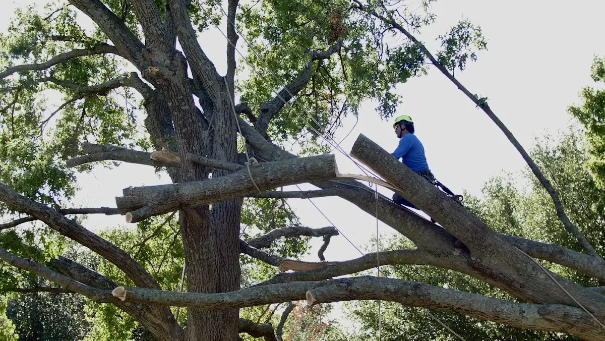 Professional Crown Thinning performed by certified arborists in Reynolds