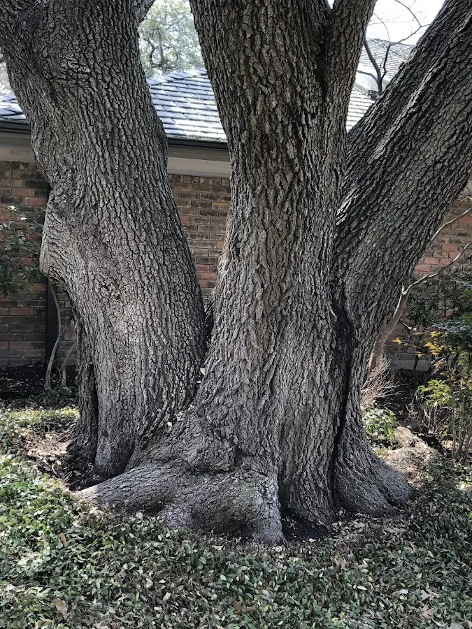 Mature heritage tree close to a Reynolds property cared for by certified arborists